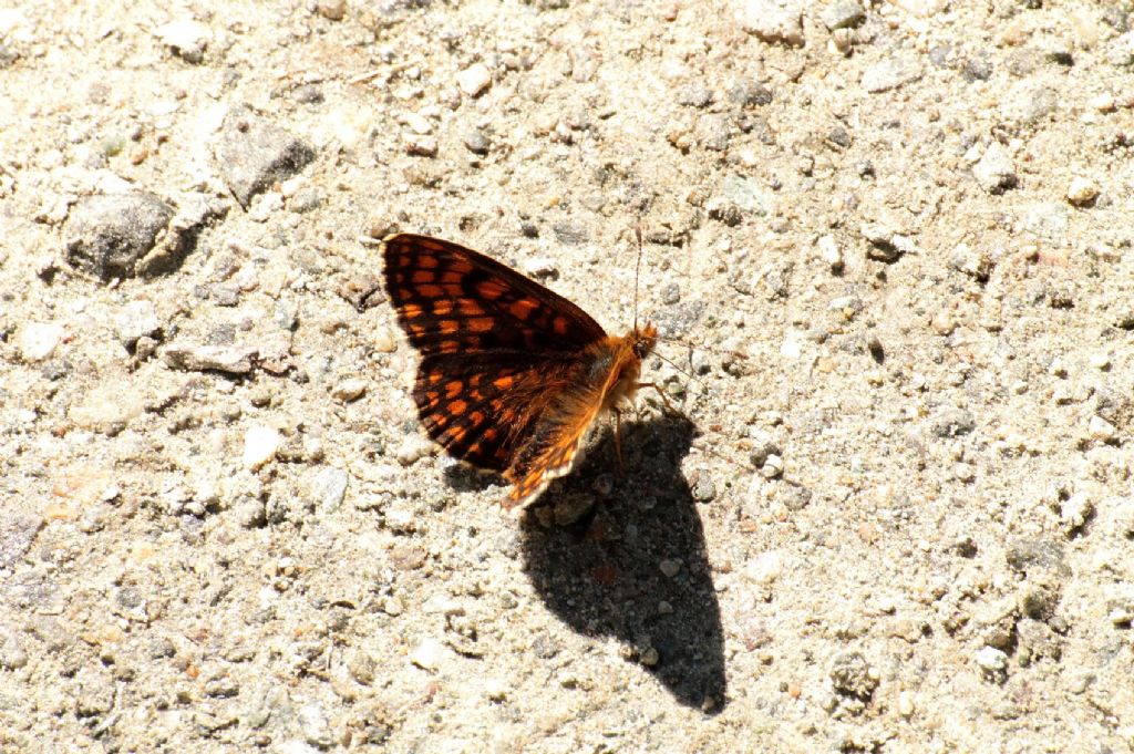 Melitaea britomartis?